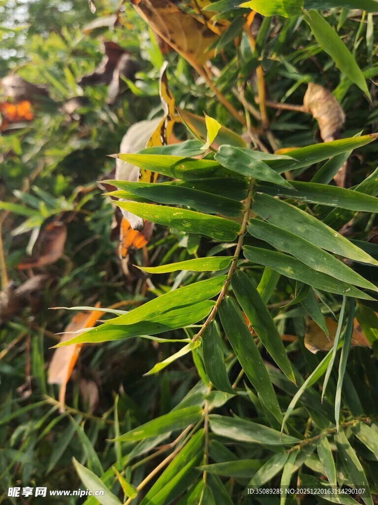 枝叶间的橙黄果实