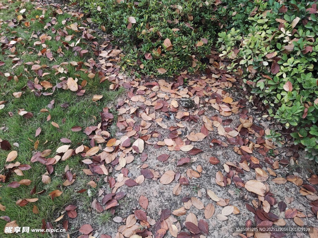 落叶覆盖的林间小径