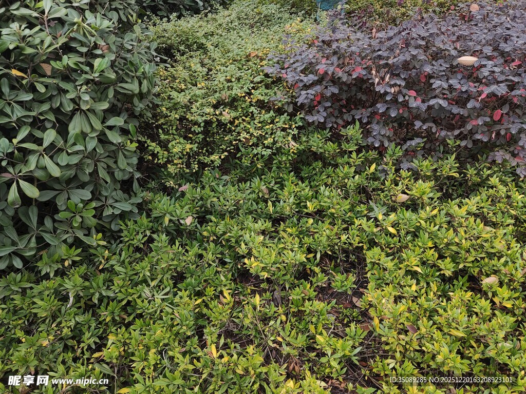 多彩植物墙景观