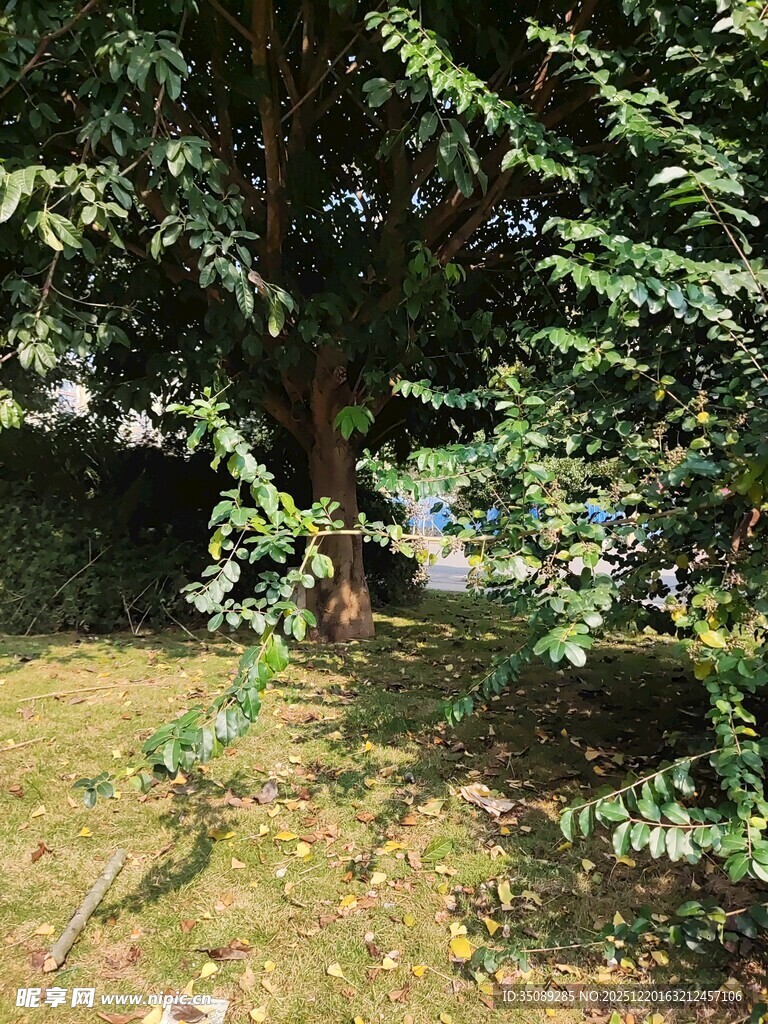 绿荫下的静谧户外景致