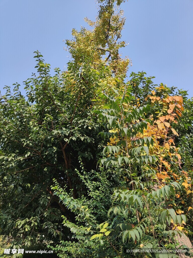 秋日繁茂绿植景观