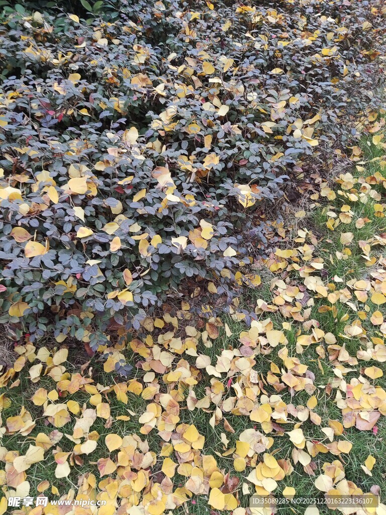 秋日落叶铺就斑斓地面