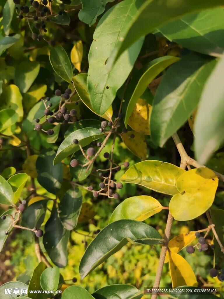 枝头绿叶间的黄色果实