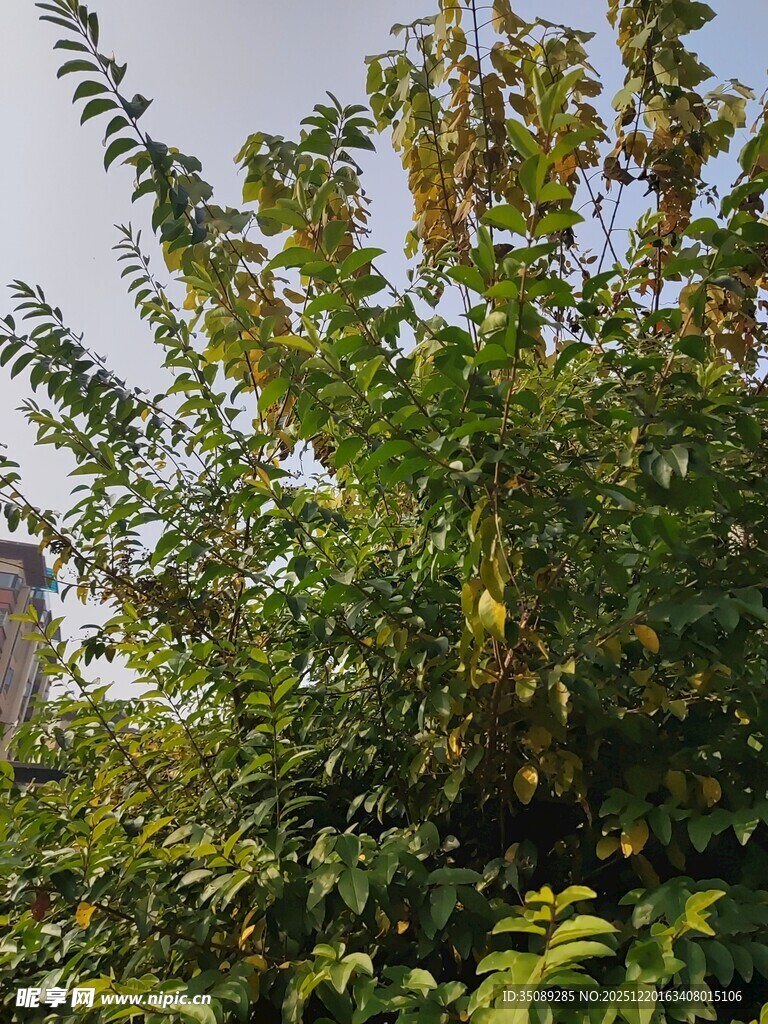 绿叶繁茂的树木景观