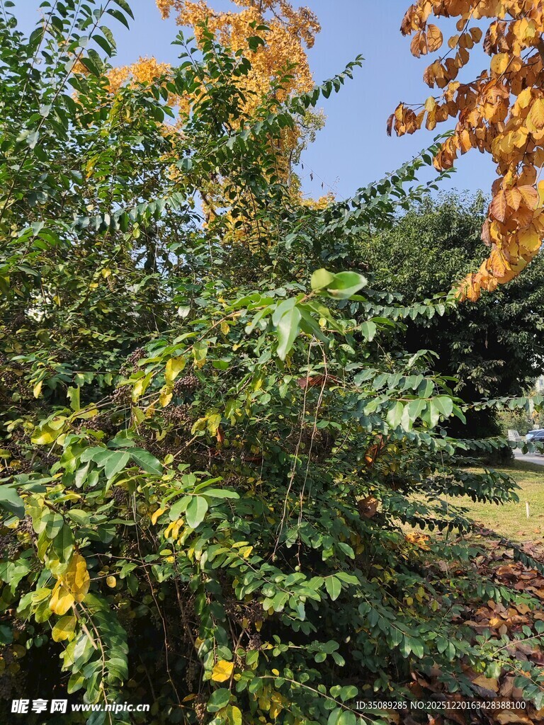 秋日繁茂绿植景观