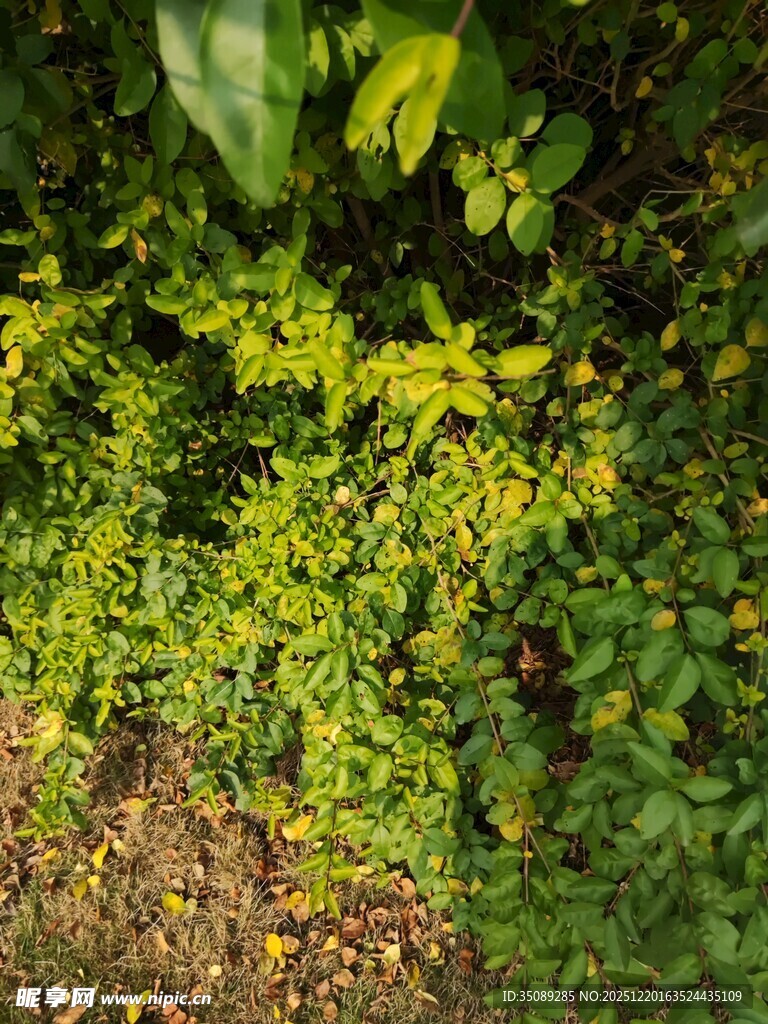 阳光下的翠绿植物