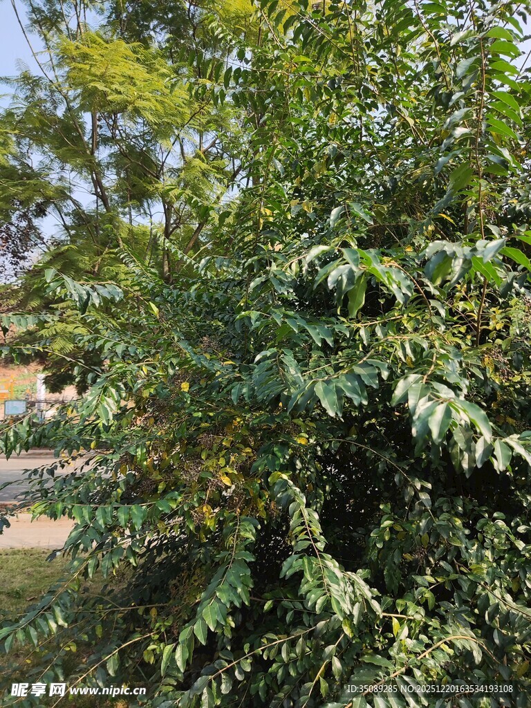 繁茂绿植展现自然生机