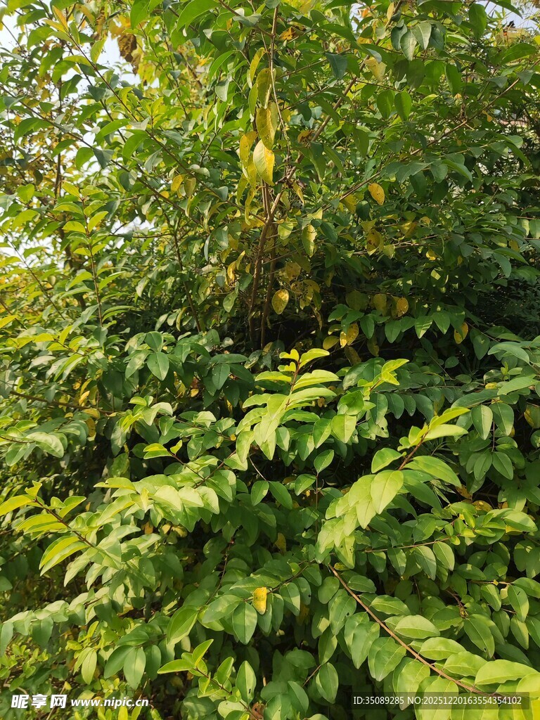 茂密绿植的自然景致