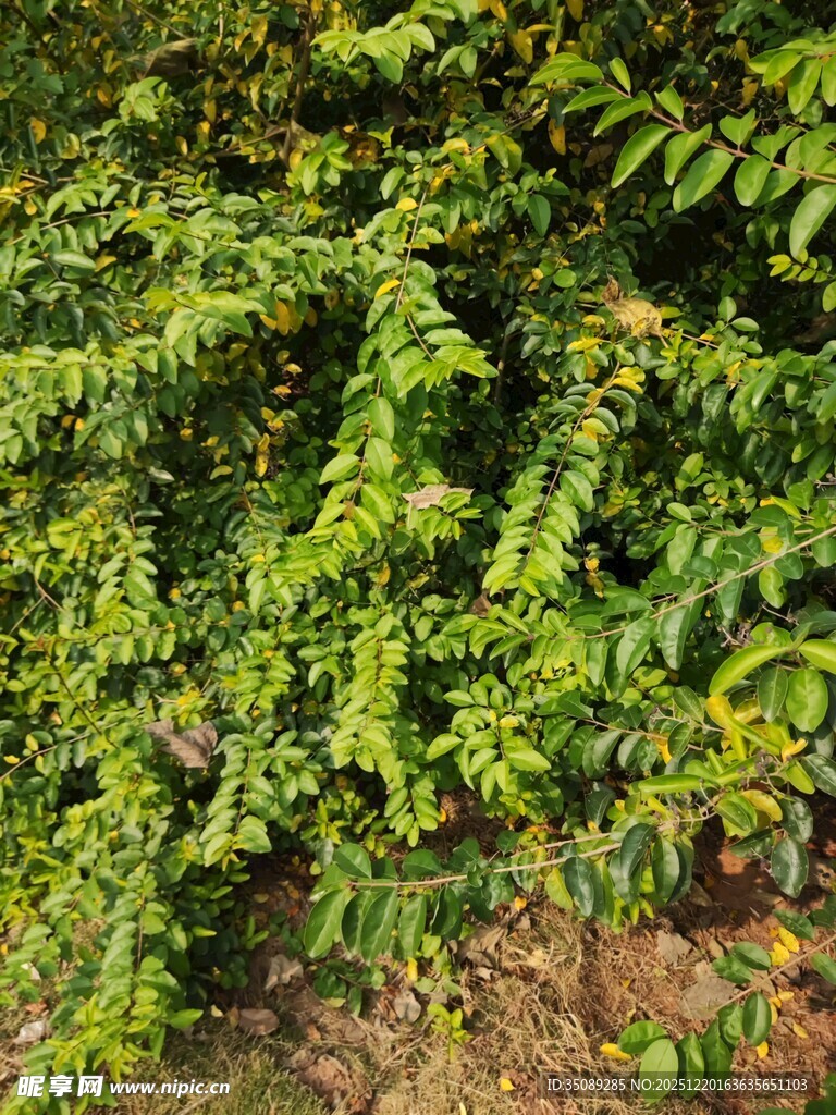 翠绿繁茂的植物枝叶