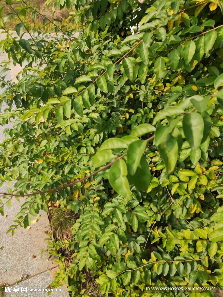 翠绿繁茂的植物枝叶