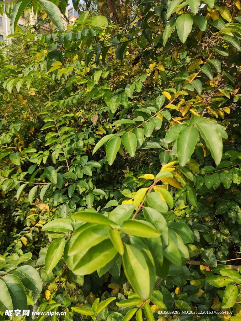 繁茂绿植生机盎然
