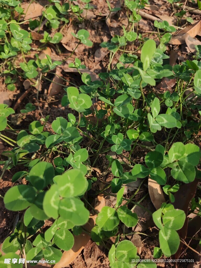 嫩绿植物覆盖地面景象