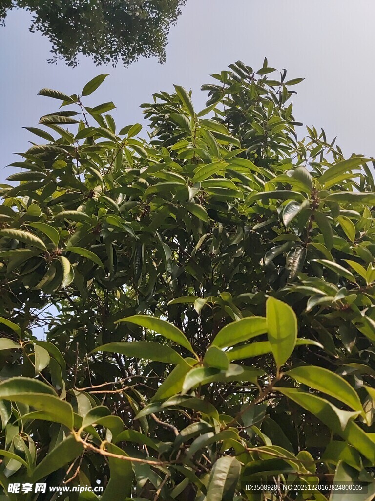 绿叶繁茂的树木