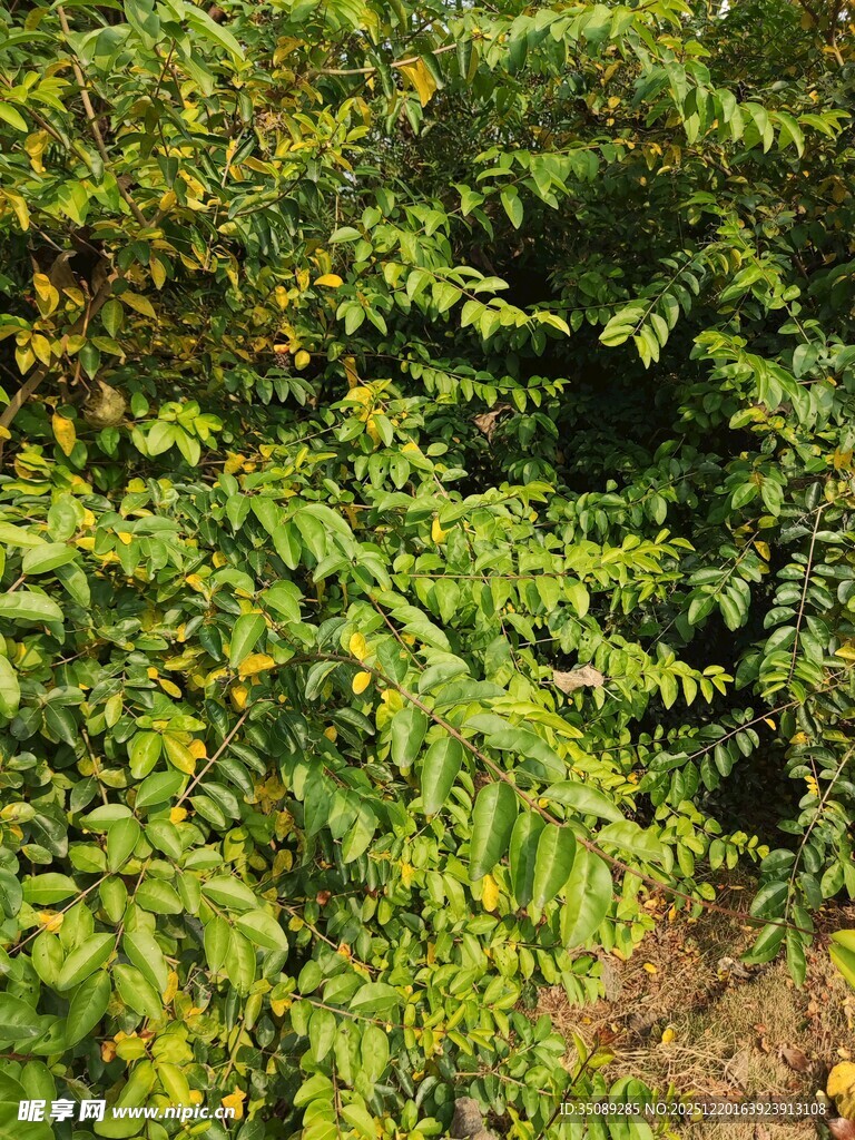 茂密绿植构成的自然景象