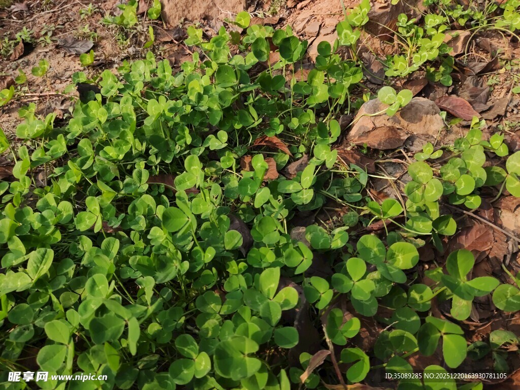 翠绿蓬勃的地面植物景观