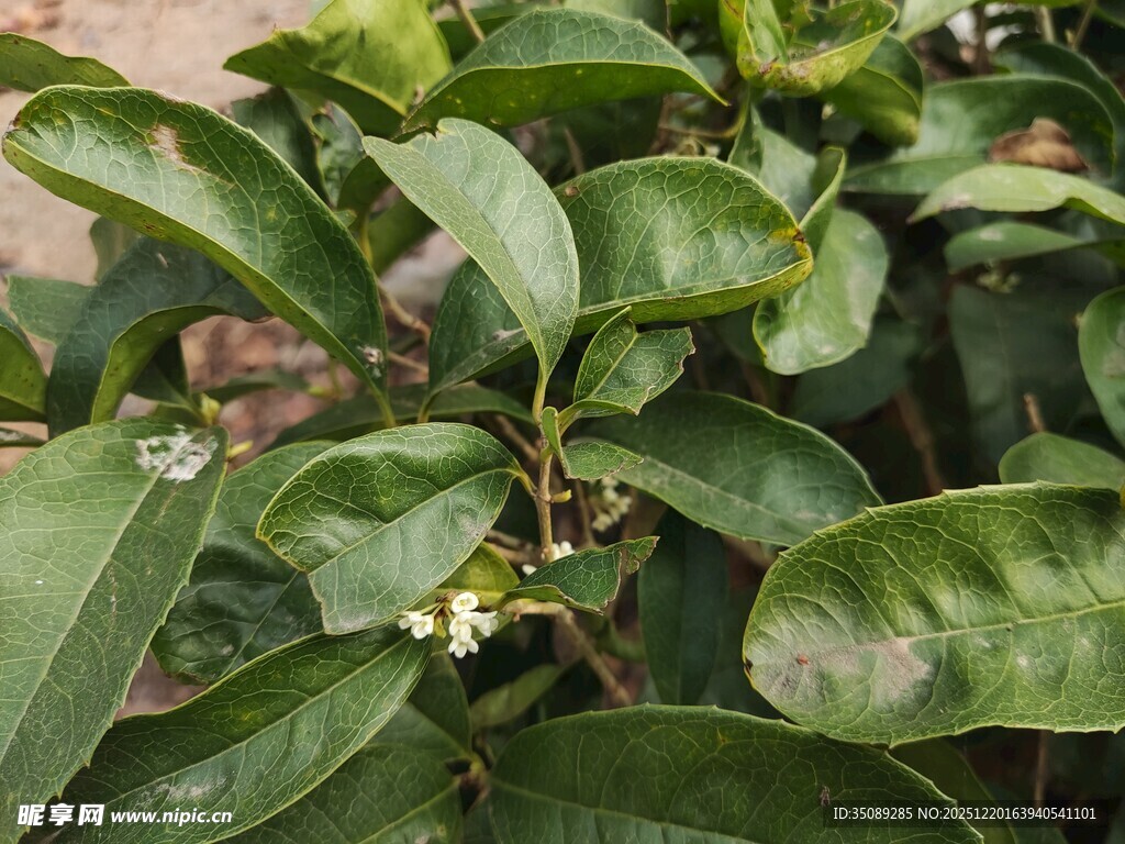 绿叶间的白色小花