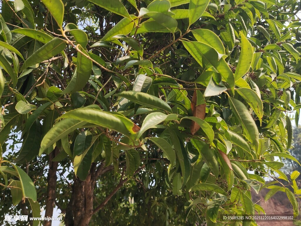 绿叶繁茂的树木景象