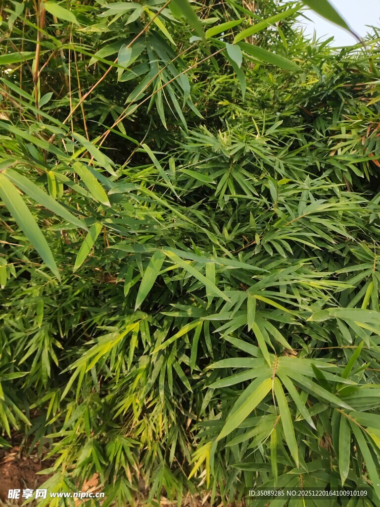 茂盛的绿色大麻植株