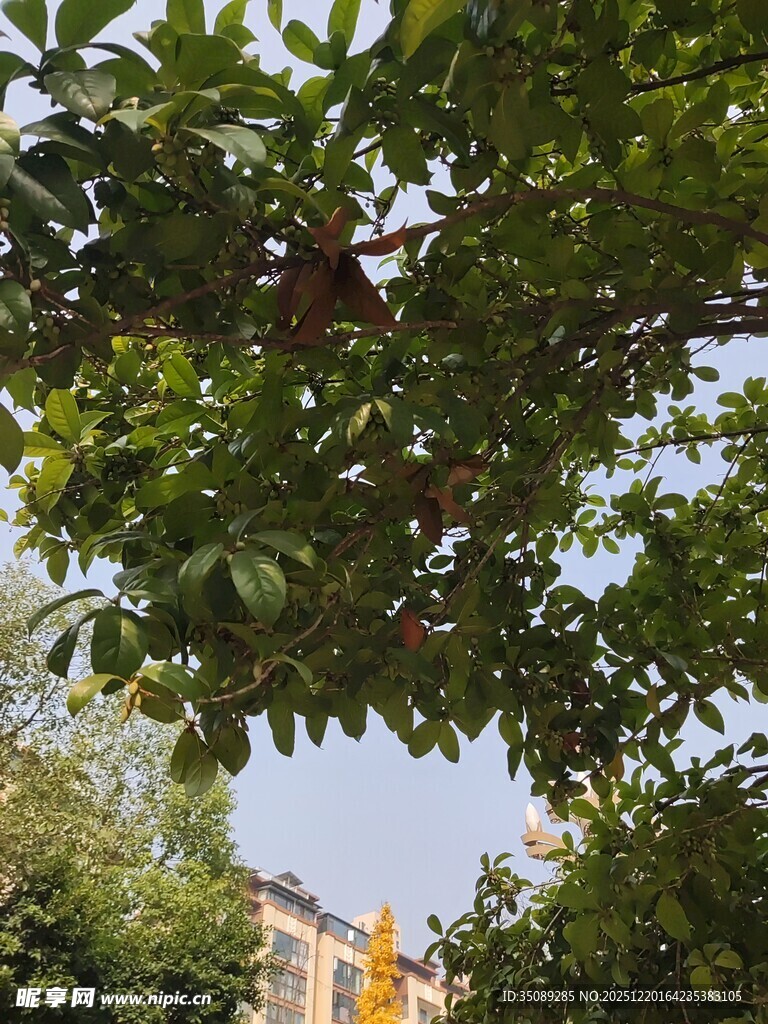 绿树掩映下的建筑一角