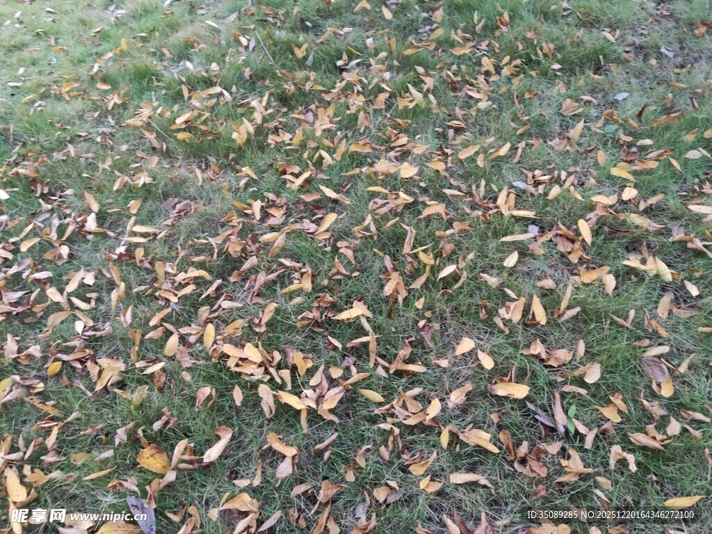 草地散落枯黄落叶