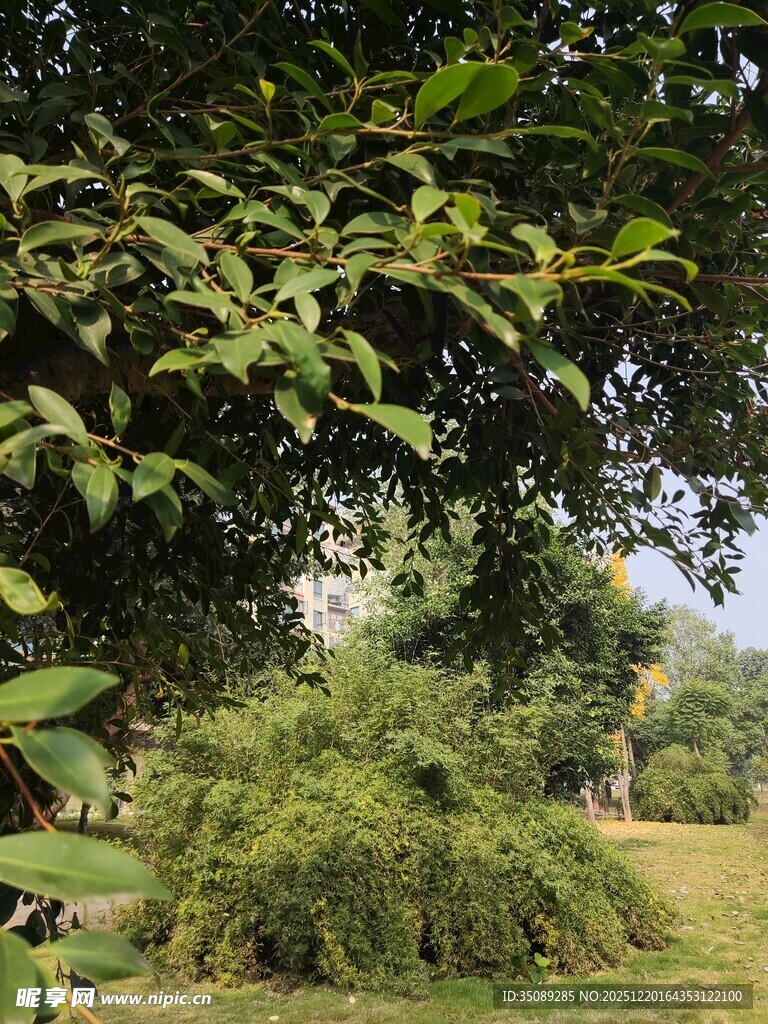 绿意盎然的户外自然景致