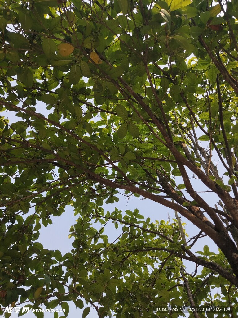 枝叶繁茂的绿树景观