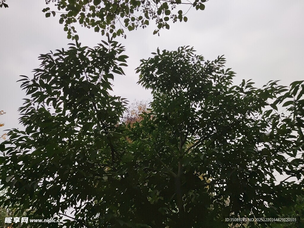 繁茂绿树映衬灰白天空