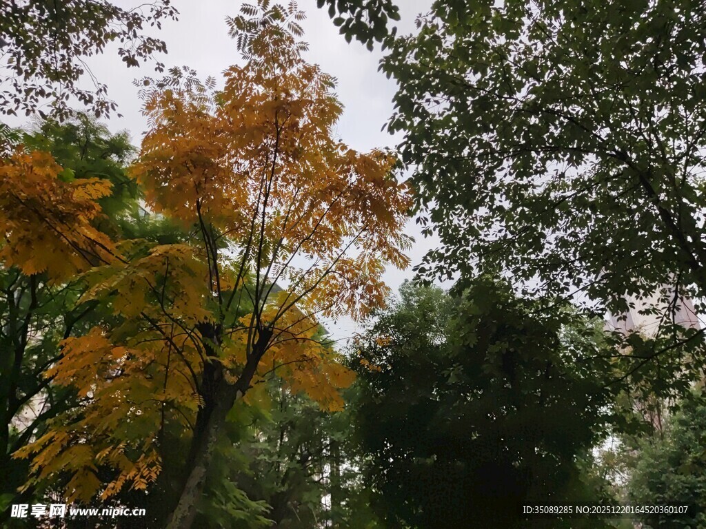 秋日斑斓树林景致