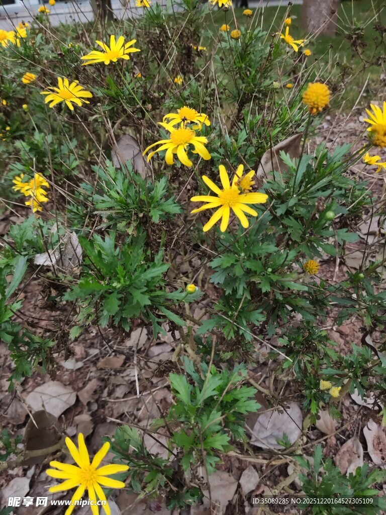 野外绽放的黄色小花