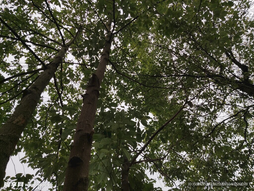 仰视葱郁树林树冠