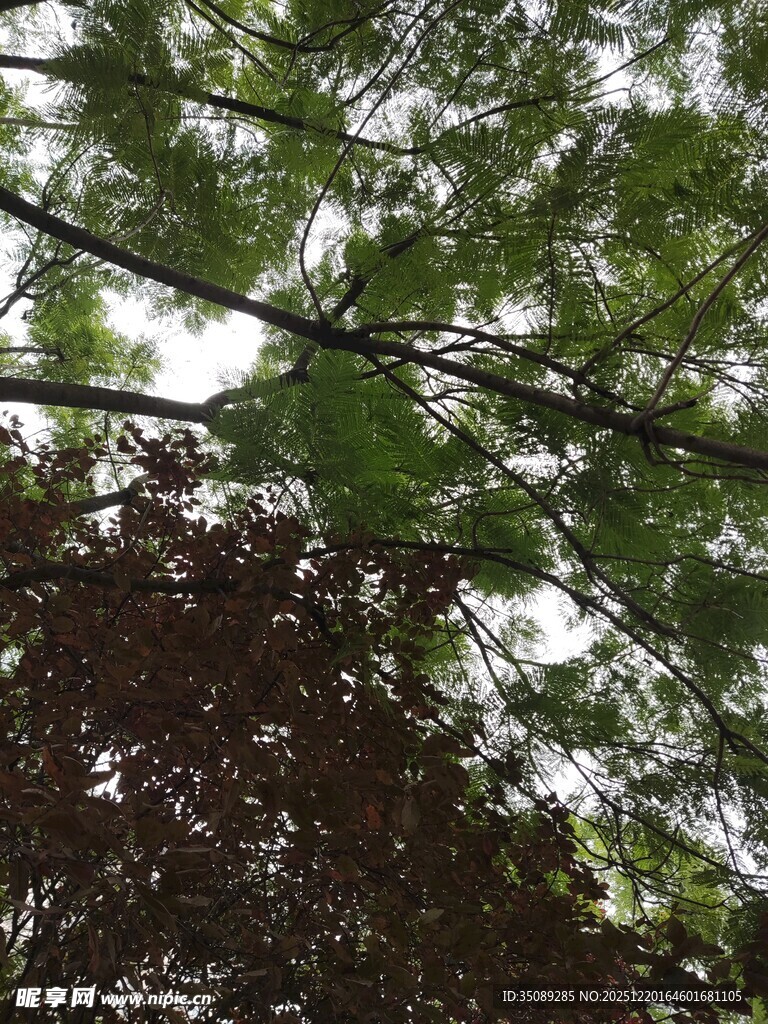 仰视茂密枝叶