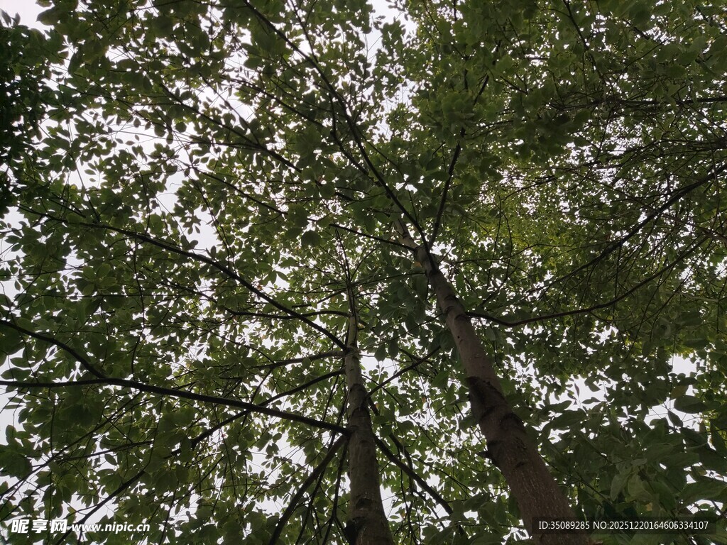 仰视茂密树林树冠