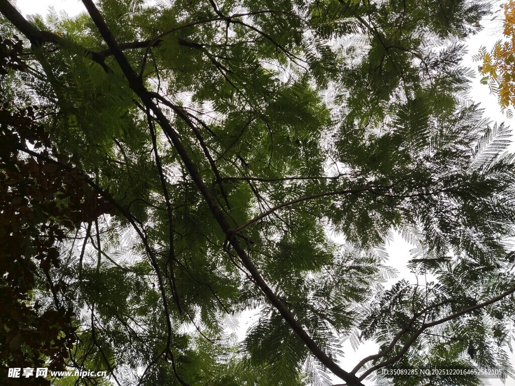 仰视茂密枝叶