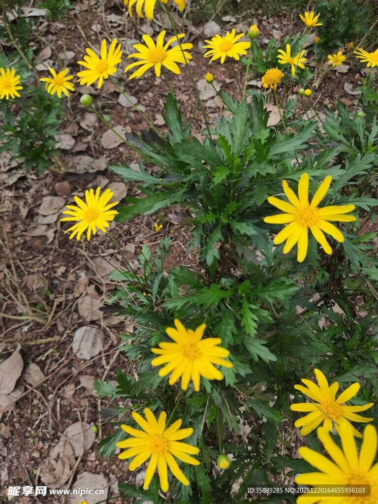 黄色小花绽放于碎石间