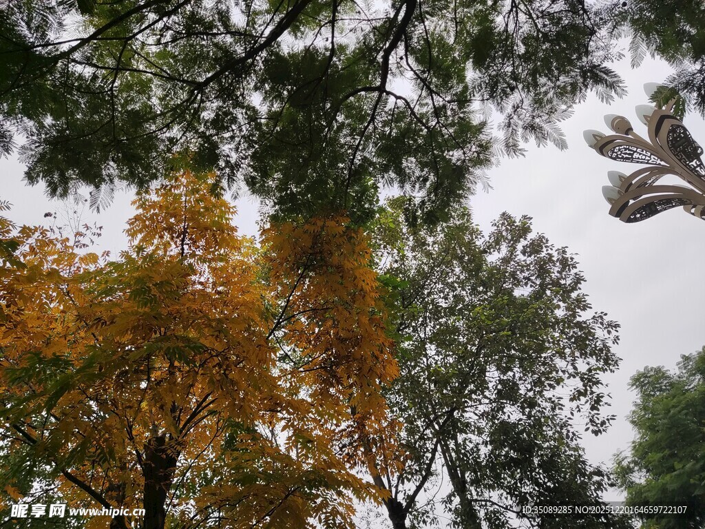 秋日林间斑斓树冠景色