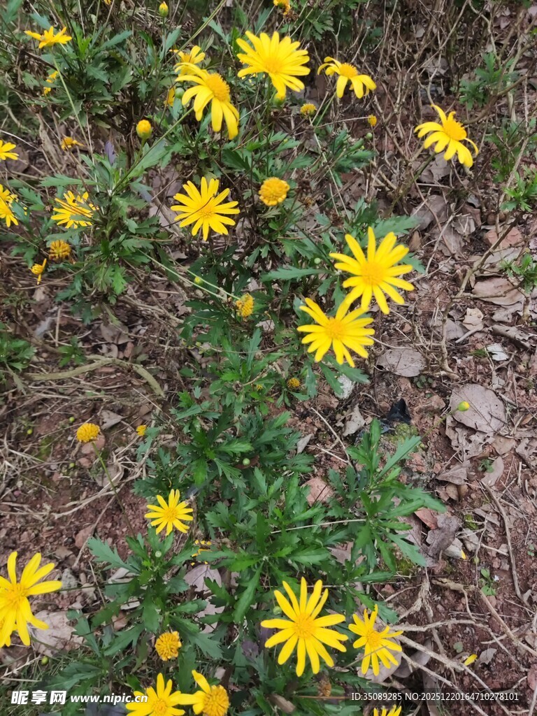 野外绽放的黄色小野花