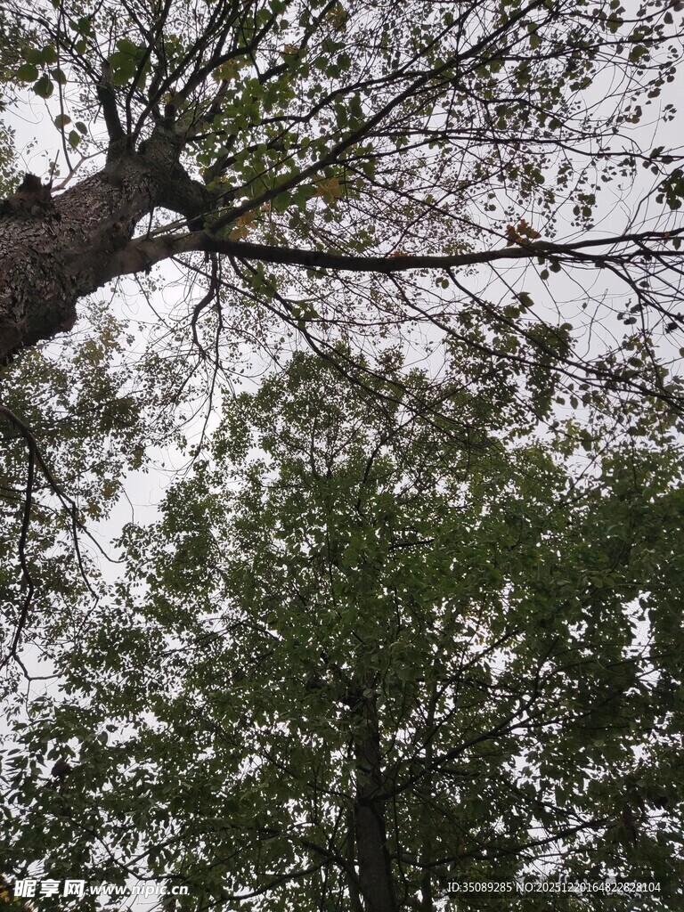 仰视繁茂树木枝叶