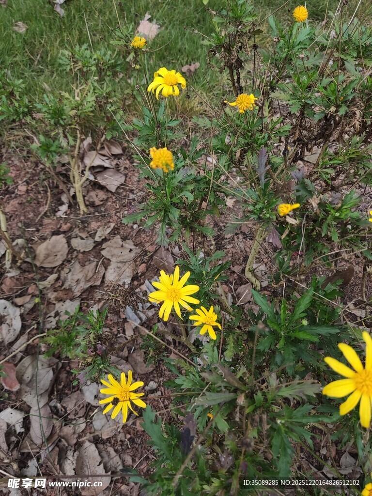 草地中的黄色小花绽放
