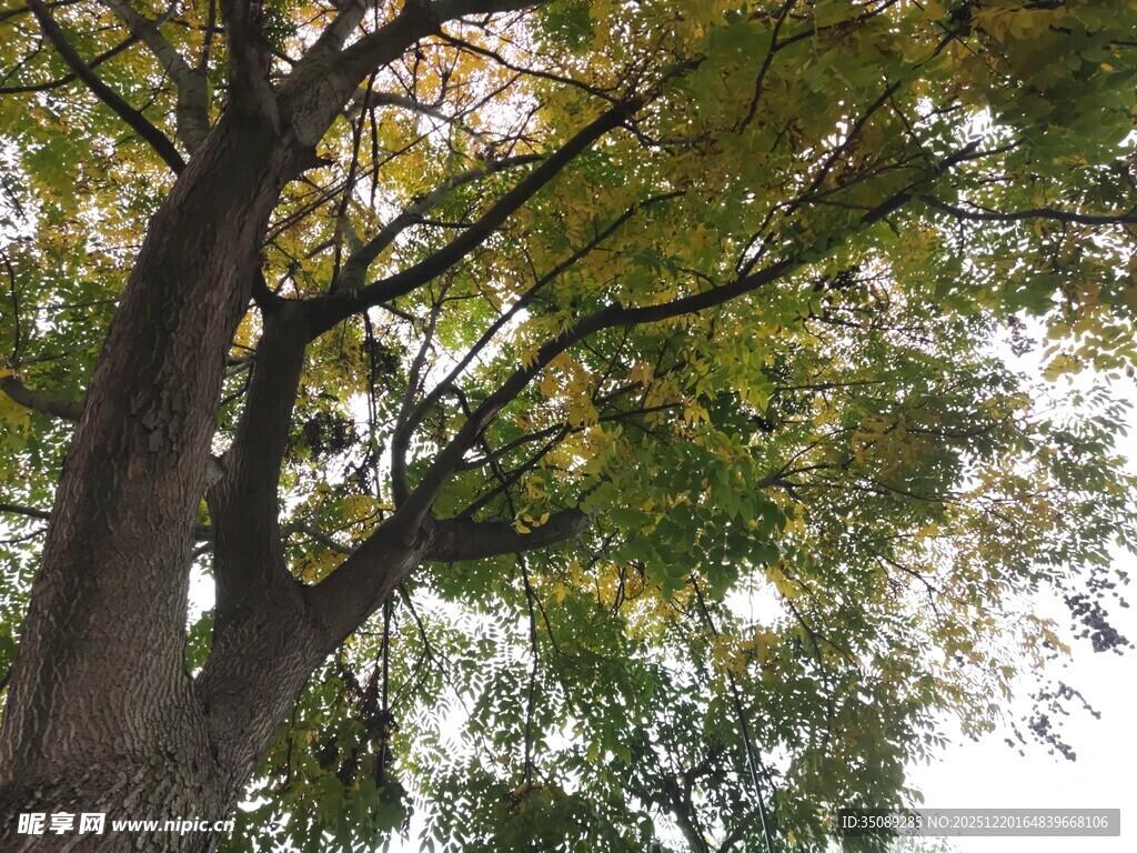 粗壮大树枝叶繁茂景象