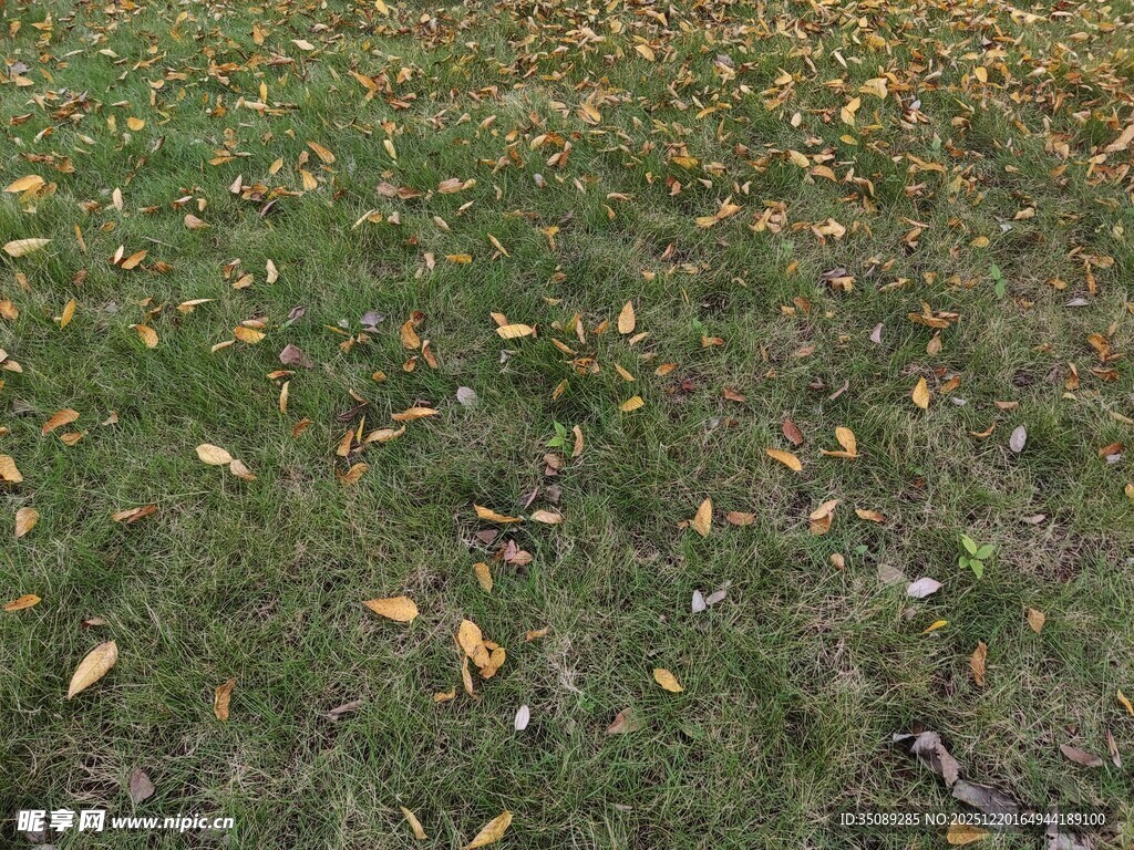 草地散落金黄秋叶