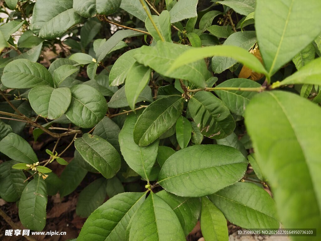 绿叶繁茂的植物景观