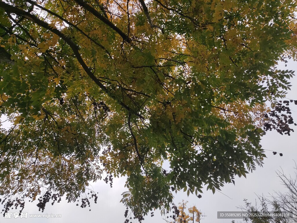 仰视秋日斑斓树冠