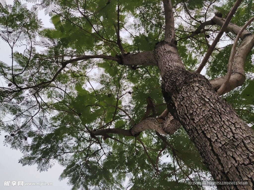 高大挺拔的树木枝叶繁茂