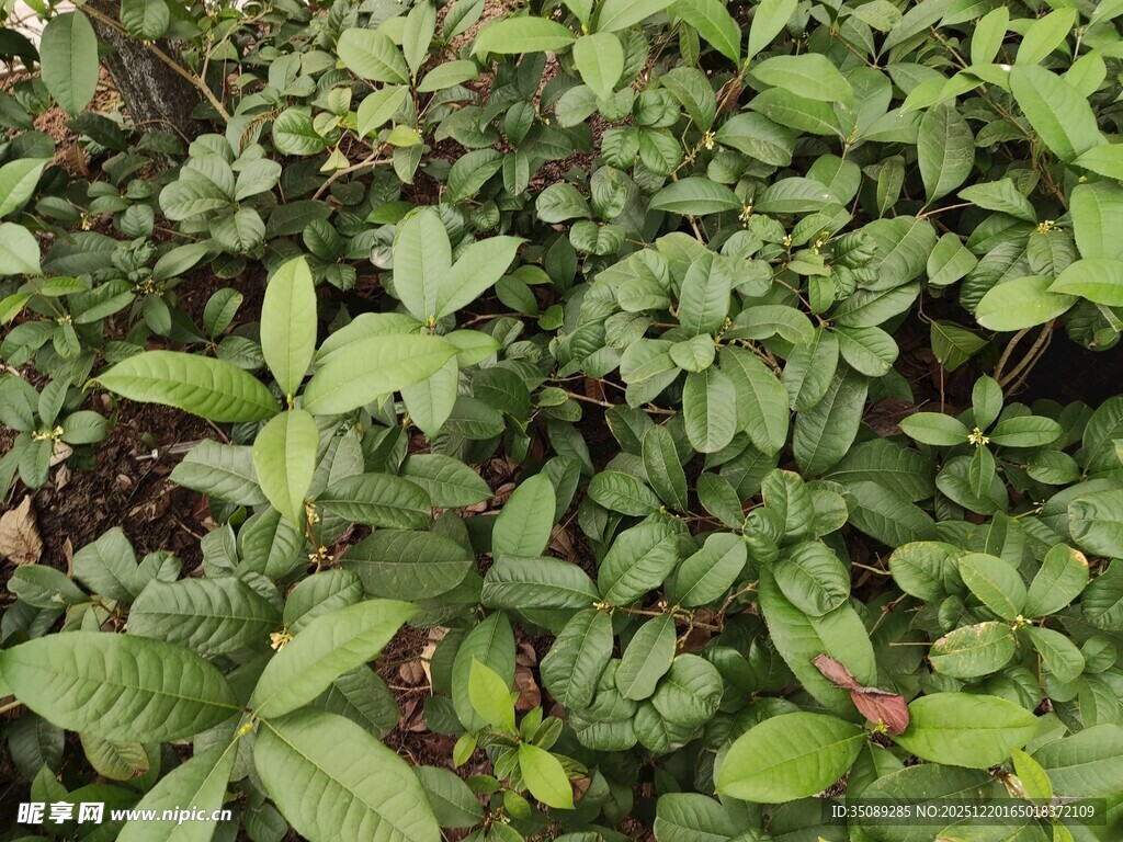 绿叶繁茂的植物景观