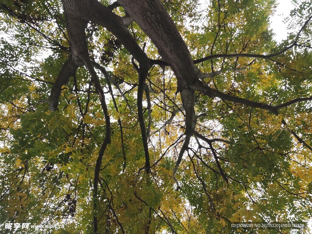 仰视繁茂树枝与绿叶