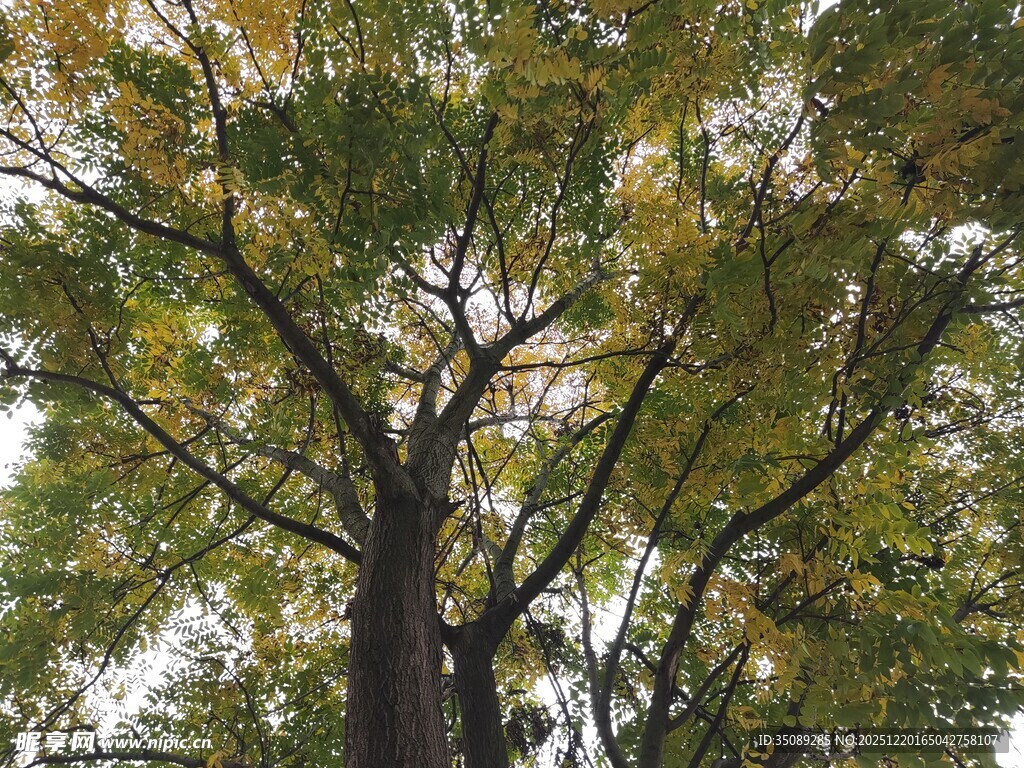 秋日挺拔银杏树