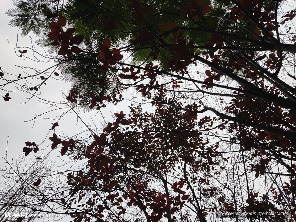 仰视枝头树叶与天空