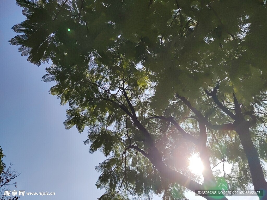 阳光透过树叶洒下美景