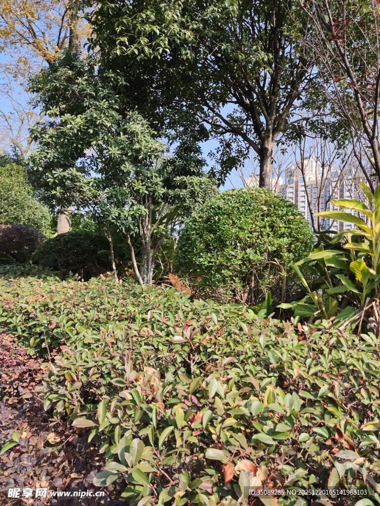 城市中的绿植景观
