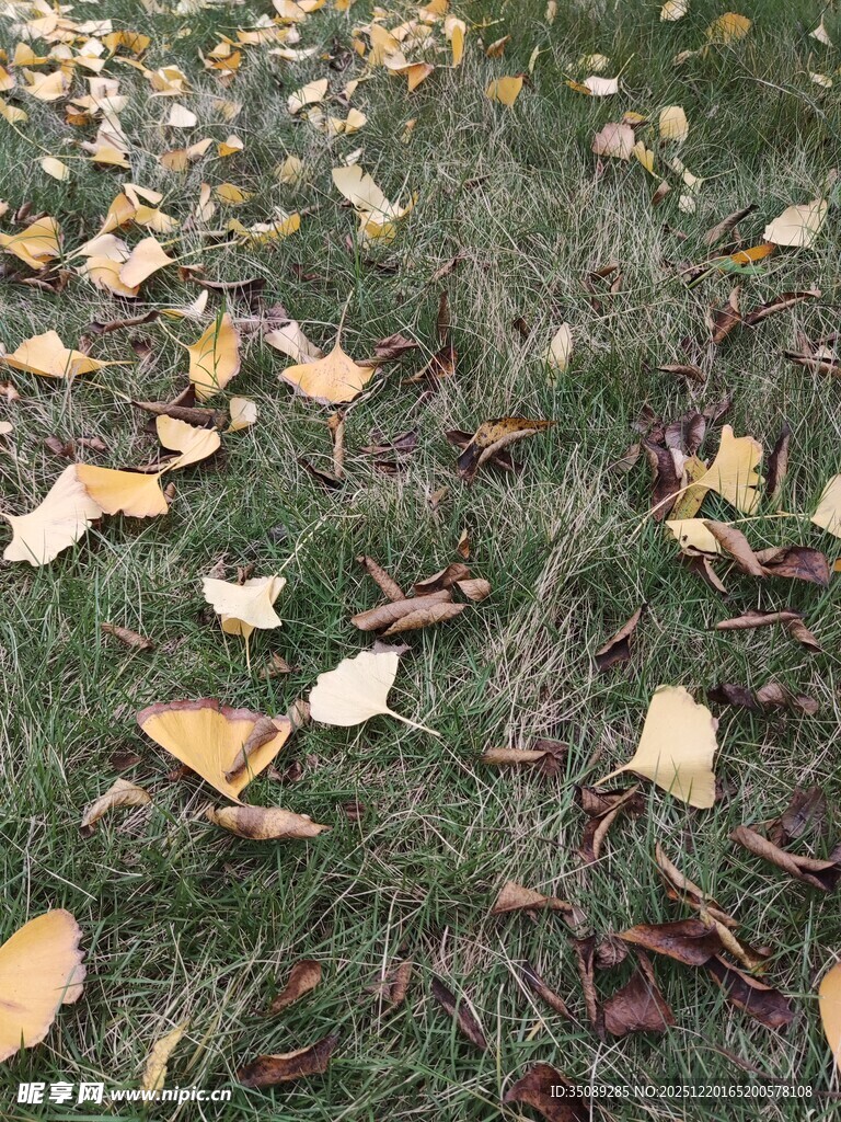 秋日草地落叶景致